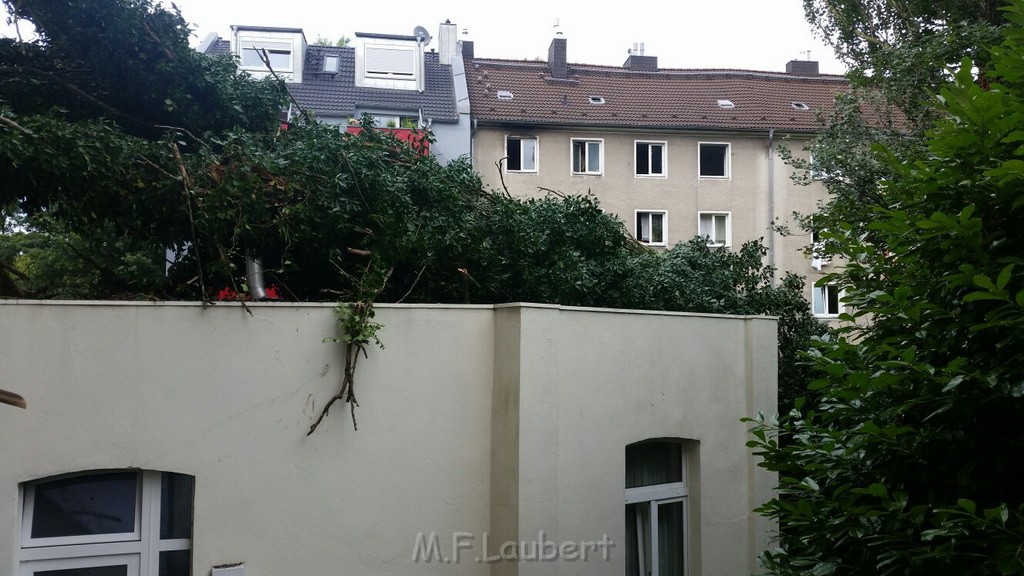 Einsatz BF Baum umgestuerzt Koeln Kalk Eythstr P06.jpg